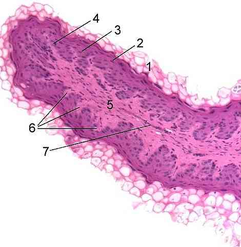 خصائص Neocallimastigomycota ، التصنيف ، التغذية ، الموائل