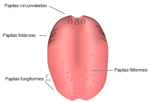 Pjeskovite Papile Funkcije I Struktura Biologija Thpanorama Budi Bolje Danas