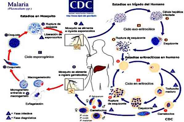 Malária plazmodium mikro és makrogametocitái - Mikroszkopikus paraziták