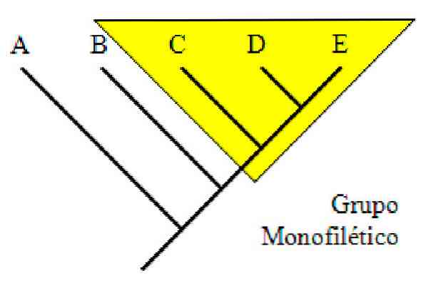 Apa itu grup monofiletik?