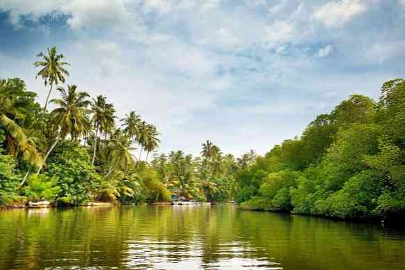 Ekvatorial Rainforest Klimat, Vegetation, Vilda djur och Regioner