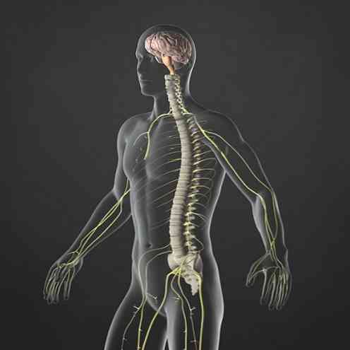 Simpātiska nervu sistēmas struktūra, funkcijas