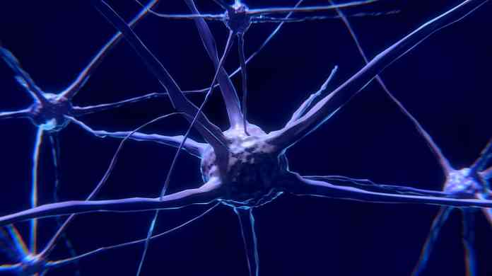 Somatisk nervsystemet komposition, funktioner, sjukdomar