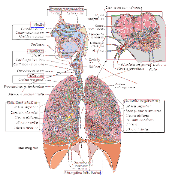 Funkce, součásti, provoz dýchacích orgánů