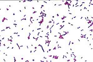 Streptococcus sanguinisの特徴、形態およびライフサイクル