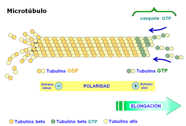 Tubulina Alfa en Beta, functies