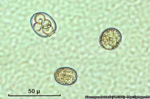 Karakteristik zoospora, siklus hidup, nutrisi, reproduksi