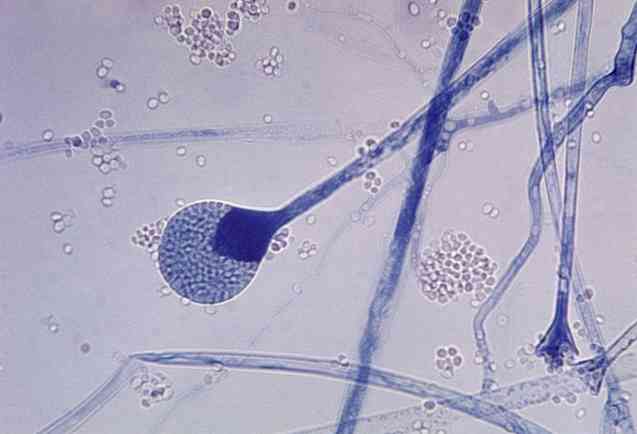 Karakteristik Zygomycota, sistematika, makan, habitat