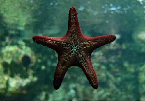  Bintang  Laut  Cacing Planaria Berkembang  Biak  Dengan  Cara  