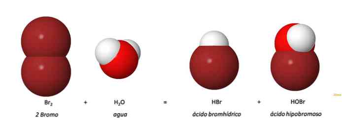 Hypobromsyreegenskaber, struktur, anvendelser og biomolekylære interaktioner