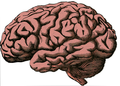 Cranium otak dan ciri-cirinya