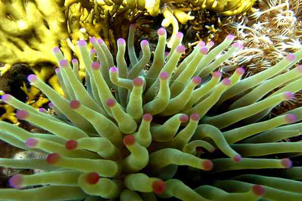 الشعب المرجانية هي كائنات حية تتكون في المياة الضحلة