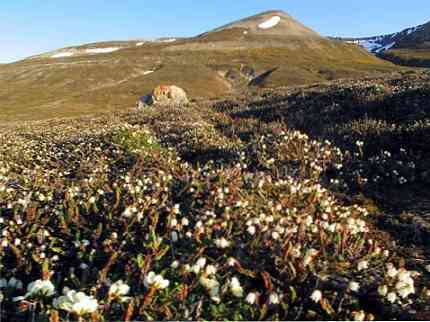 Gurun polar ciri umum, iklim, flora dan fauna