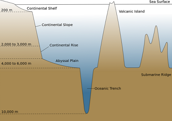 คุณสมบัติธรรมดาของ Abyssal องค์ประกอบพืชสัตว์และตัวอย่าง