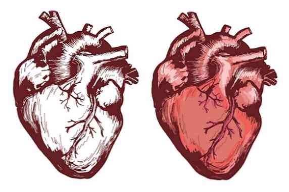Az Élő Lények szívének 3 fajtája