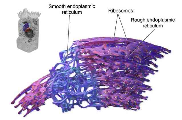 Đặc điểm, loại và chức năng của microsome