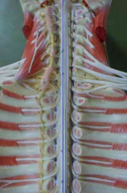 Saraf saraf tulang belakang pasang saraf, asal dan tujuan, fungsinya