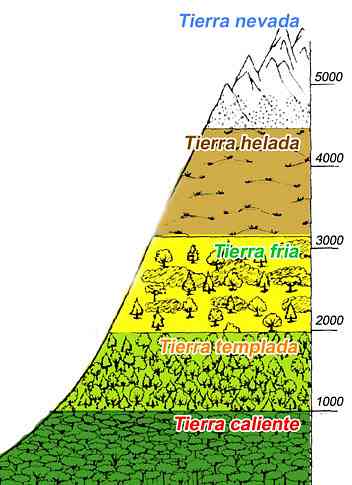 История на термалните подове, класификация, флора и фауна