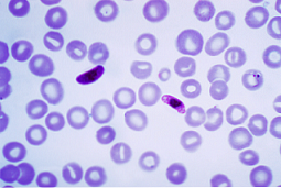 Ciri-ciri Plasmodium, taksonomi, morfologi, kitaran hidup