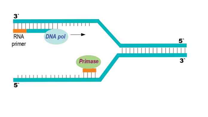 مكونات Primosome والوظائف والتطبيقات