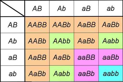 ما هو dihybridism؟