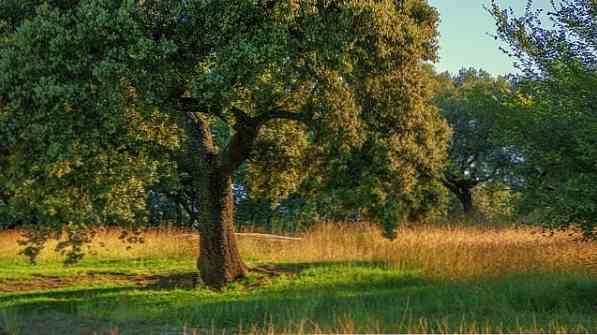 Quercus Rugosa الخصائص الموائل التكاثر والاستخدامات علم