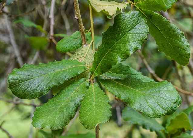 Quercus Rugosa الخصائص الموائل التكاثر والاستخدامات علم