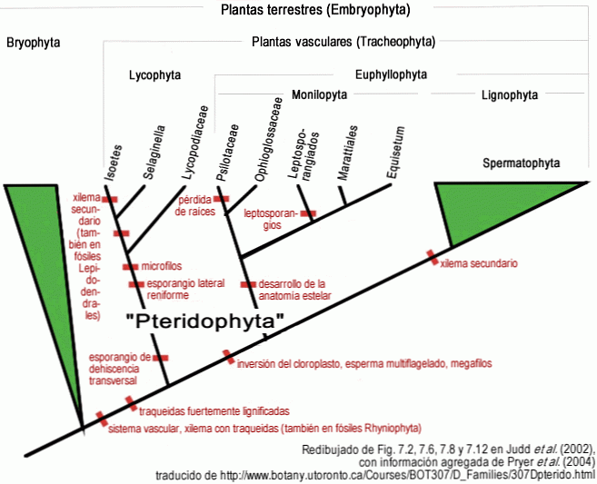 Definisi dan contoh sinapomorfia