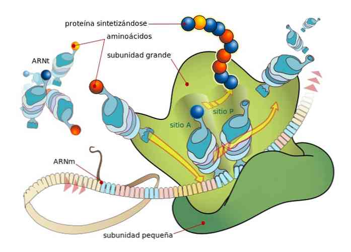 Sintesis peringkat protein dan ciri-ciri mereka