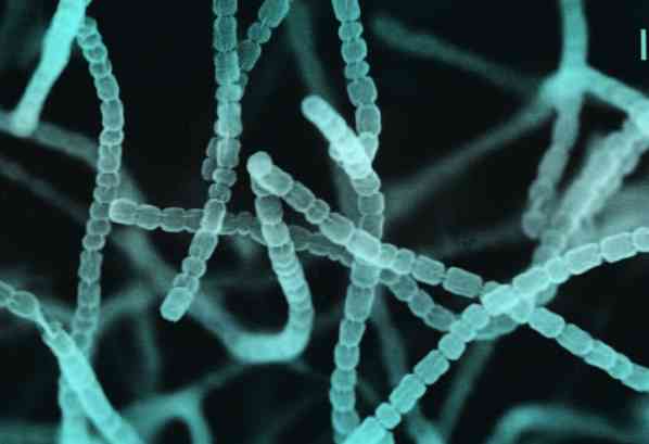 Streptomyces griseus의 특성, 분류학, 생물학적주기 및 용도