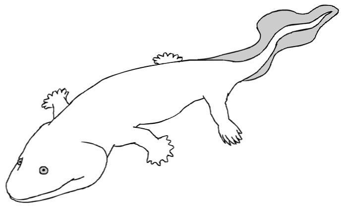Tetrapods evolusjon, egenskaper, taksonomi og klassifisering