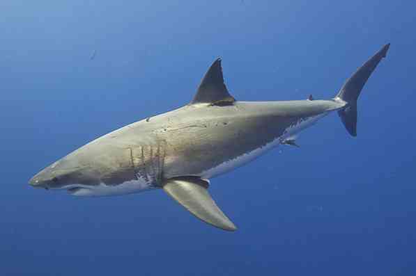 Značilnosti belega morskega psa, habitat, razmnoževanje, hranjenje