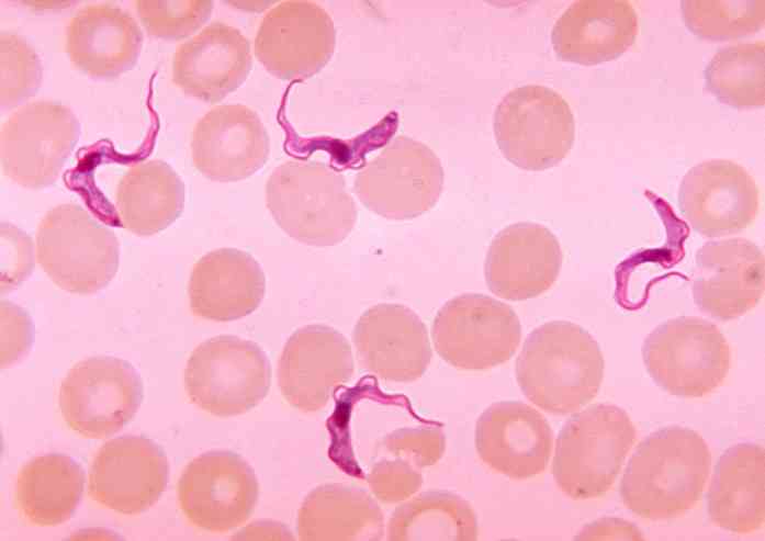 Charakteristiky trypanosoma brucei, morfológia, biologický cyklus, symptómy