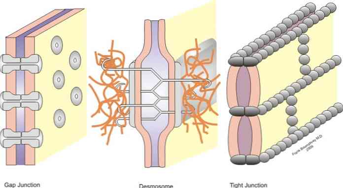 Typy komórek unii i ich cechy