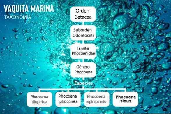 Vaquita marina (Phocoena sinus) egenskaper, habitat, reproduksjon