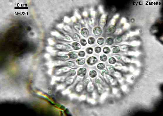 Karakterize zooflagellatlar, sınıflandırma ve hastalıklar