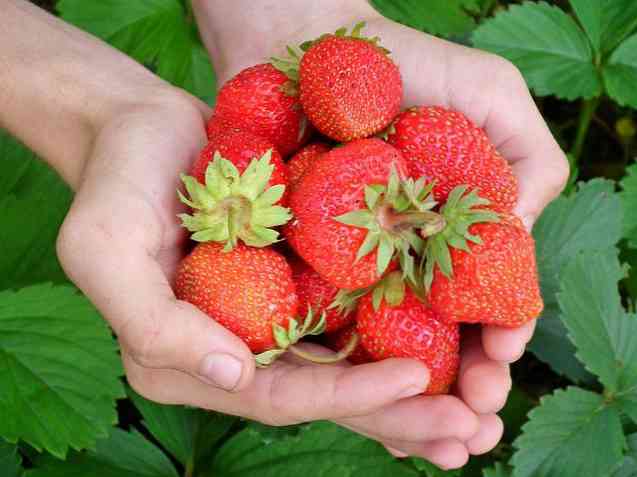 15 Manfaat Strawberi untuk Kesihatan Fizikal dan Mental