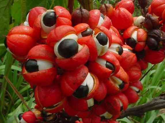 15 Guarana'nın Fiziksel ve Ruh Sağlığına Faydaları