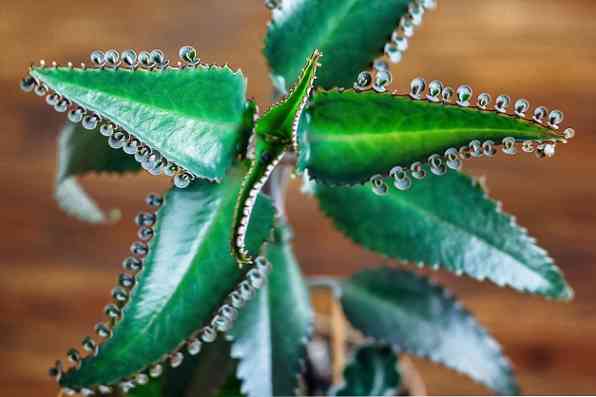 15 Otroliga fördelar med Kalanchoe för hälsa