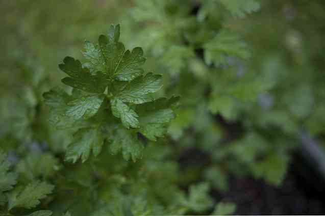 15 lợi ích đáng kinh ngạc của Parsley (số 12 cho trẻ em gái)