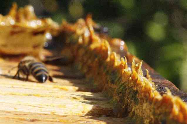 15 Neuvěřitelné vlastnosti propolisu (potvrzeno)