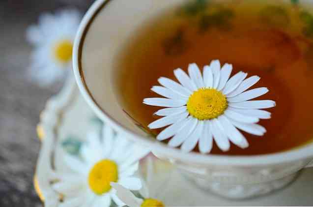 15 tính chất tuyệt vời của hoa cúc (với công thức)