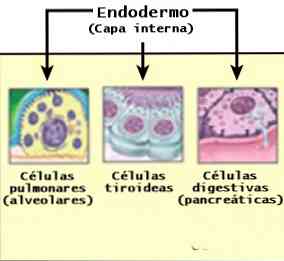 Razvoj endoderma, dijelovi i derivati