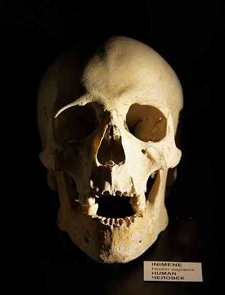 A koponyatípusok az emberi lényben