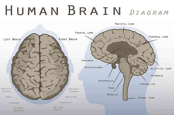중뇌 뇌 기능, 구조 및 기능