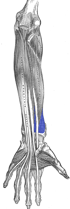 근육 Pronadores 유형과 연합 된 증후군