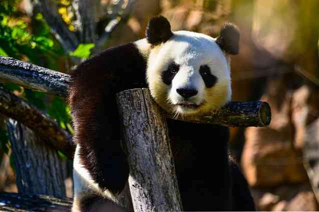 Tại sao gấu Panda có nguy cơ tuyệt chủng?