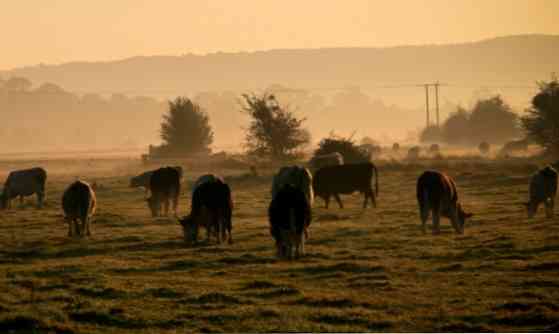 Apa itu Overgrazing? Penyebab dan Dampak Lingkungan