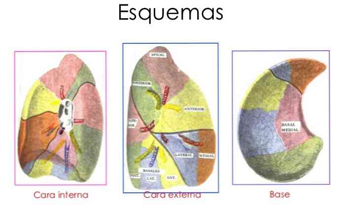 Hvad er lungesegmenterne?