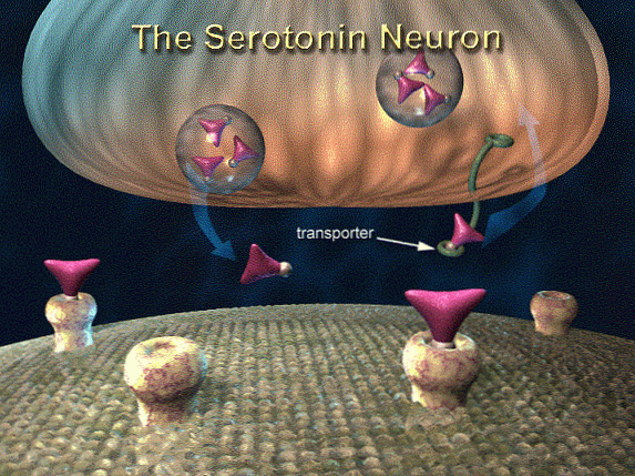 Funkcija, struktura in proizvodnja serotonina